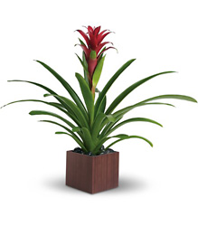Bromeliad Beauty from Olander Florist, fresh flower delivery in Chicago